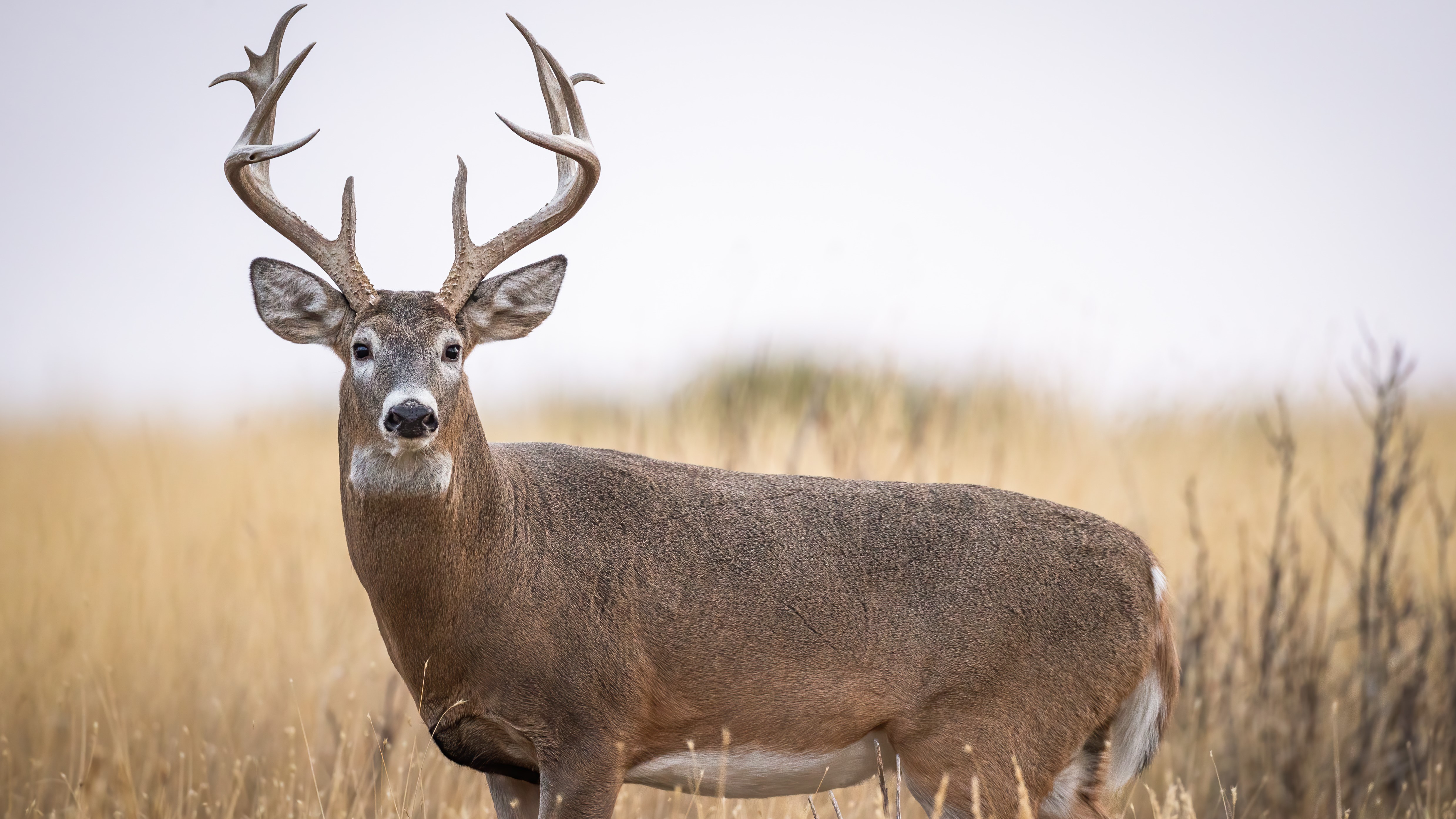 3 Most Important Factors For Deer Antler Growth